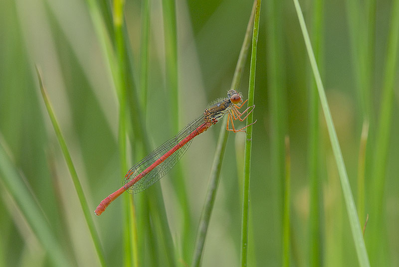 Small Red Damselfly